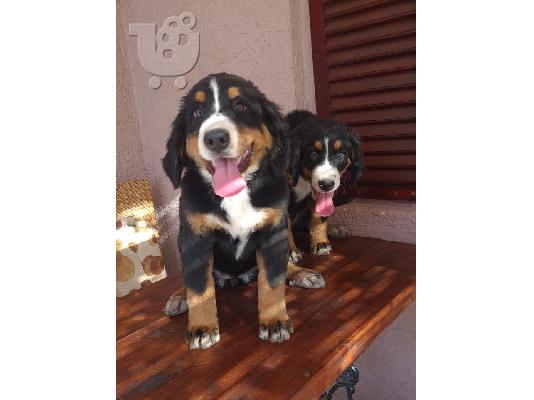 Θηλυκά σκυλιά βουνών Bernese